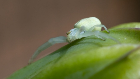 Flower crab spider | Cornwall Wildlife Trust